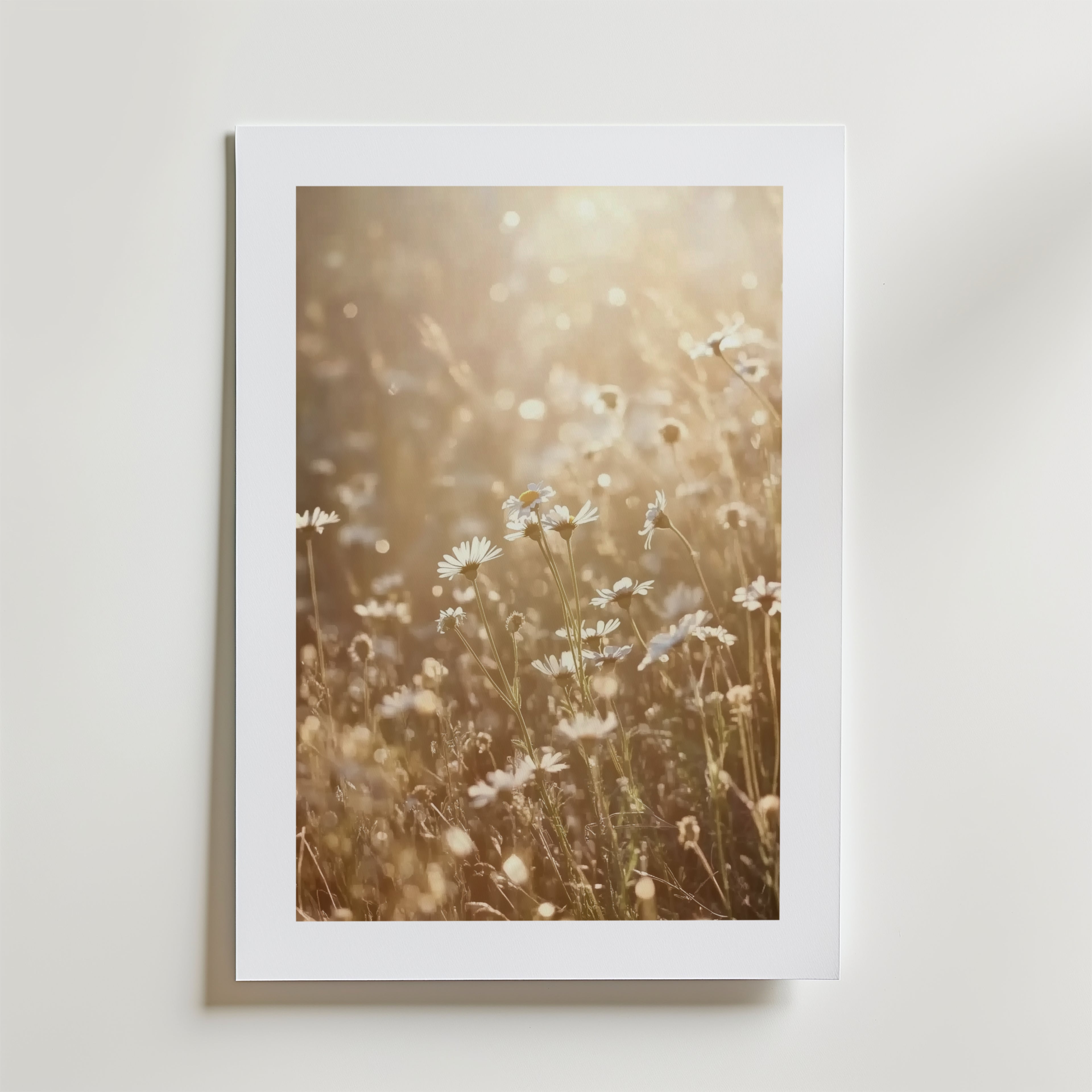 Summer Meadow Poster" av Bozetto föreställer solbelysta prästkragar på en drömsk äng, placerad med en vit matt ram på en ljus vägg och tryckt på FSC-certifierat premiumpapper för en högkvalitativ finish.