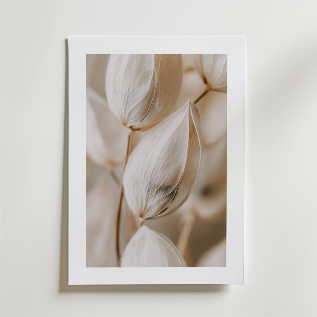 Silken Seeds Elegance Poster by Bozetto visar skira beige frökapslar med fina ådror i en minimalistisk botanisk närbild, mot en mjuk bakgrund och tryckt på FSC-certifierat premiumpapper.