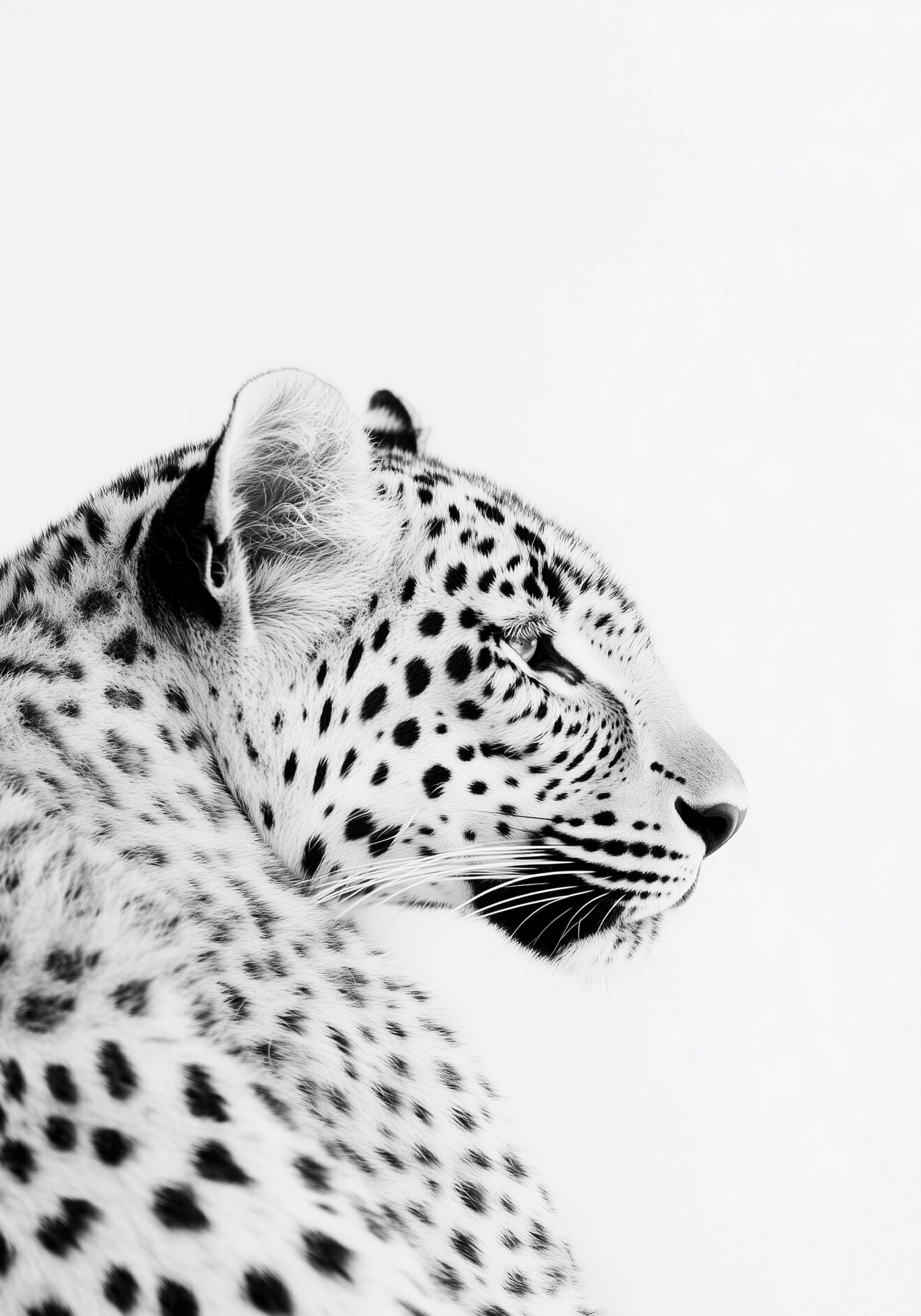Black and White Leopard Poster