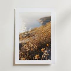Seaside Whispers Poster by Bozetto föreställer en solbelyst kustsluttning med gyllene vildblommor och ett suddigt hav, tryckt på FSC-certifierat premiumpapper med lyxigt matt yta och placerad på en vit vägg.