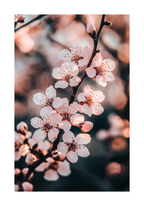 Cherry Blossom Poster