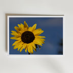 A Sunny Day Poster