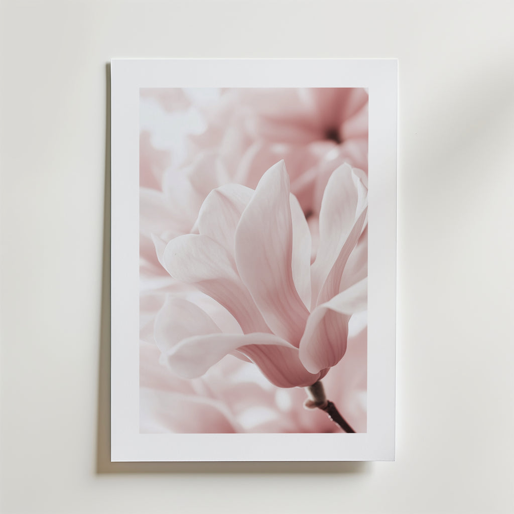 Bozetto Blush Rose Magnolia Flower Poster föreställer en mjukt rosa magnolia i blom med fina kronblad och en suddig bakgrund, tryckt på FSC-certifierat premiumpapper med lyxigt matt yta, mot en vit vägg.