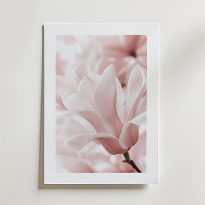 Bozetto Blush Rose Magnolia Flower Poster föreställer en mjukt rosa magnolia i blom med fina kronblad och en suddig bakgrund, tryckt på FSC-certifierat premiumpapper med lyxigt matt yta, mot en vit vägg.