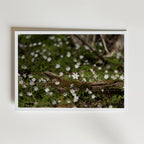 Star of Spring Poster