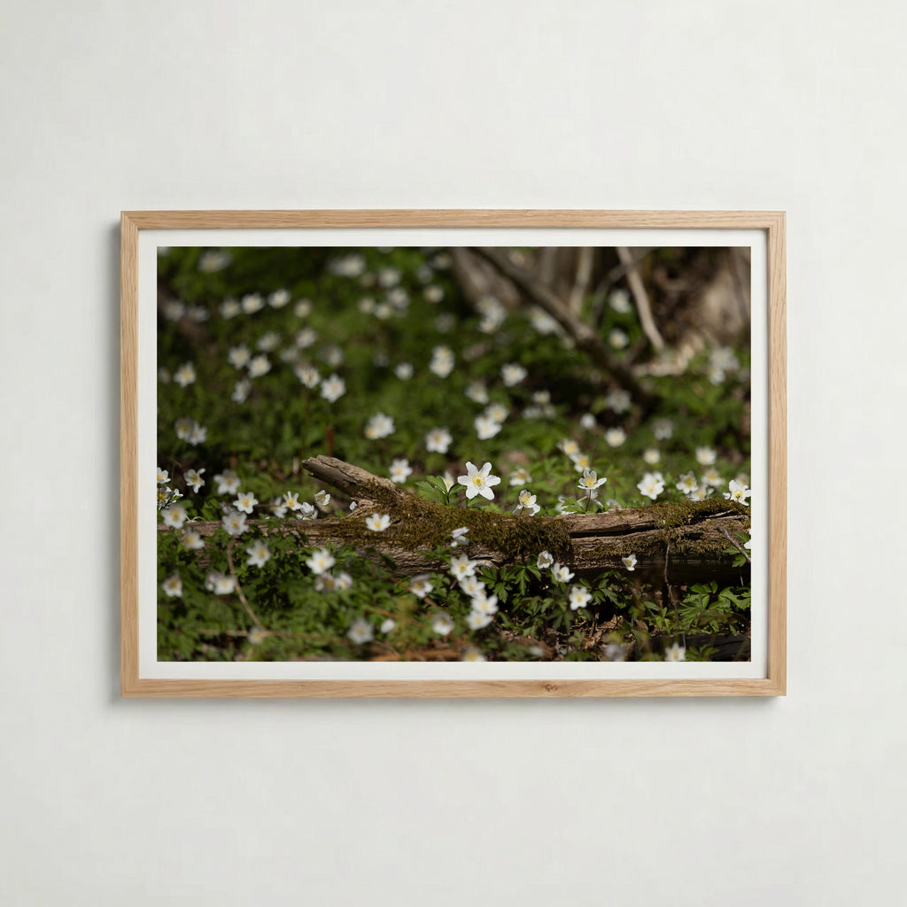 Star of Spring Poster