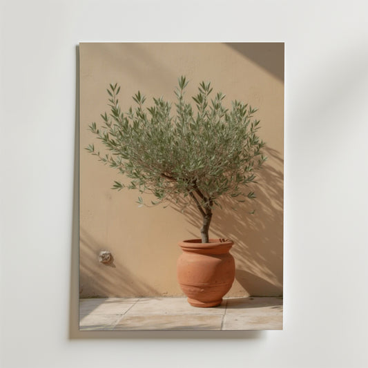 Potted olive tree poster