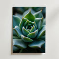 Nature's Geometry Poster by Bozetto visar en närbild av en grön suckulents rosettmönster på en vit bakgrund - perfekt för att skapa harmoni och stil i ditt rum.