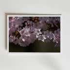 Cherryblossom Poster