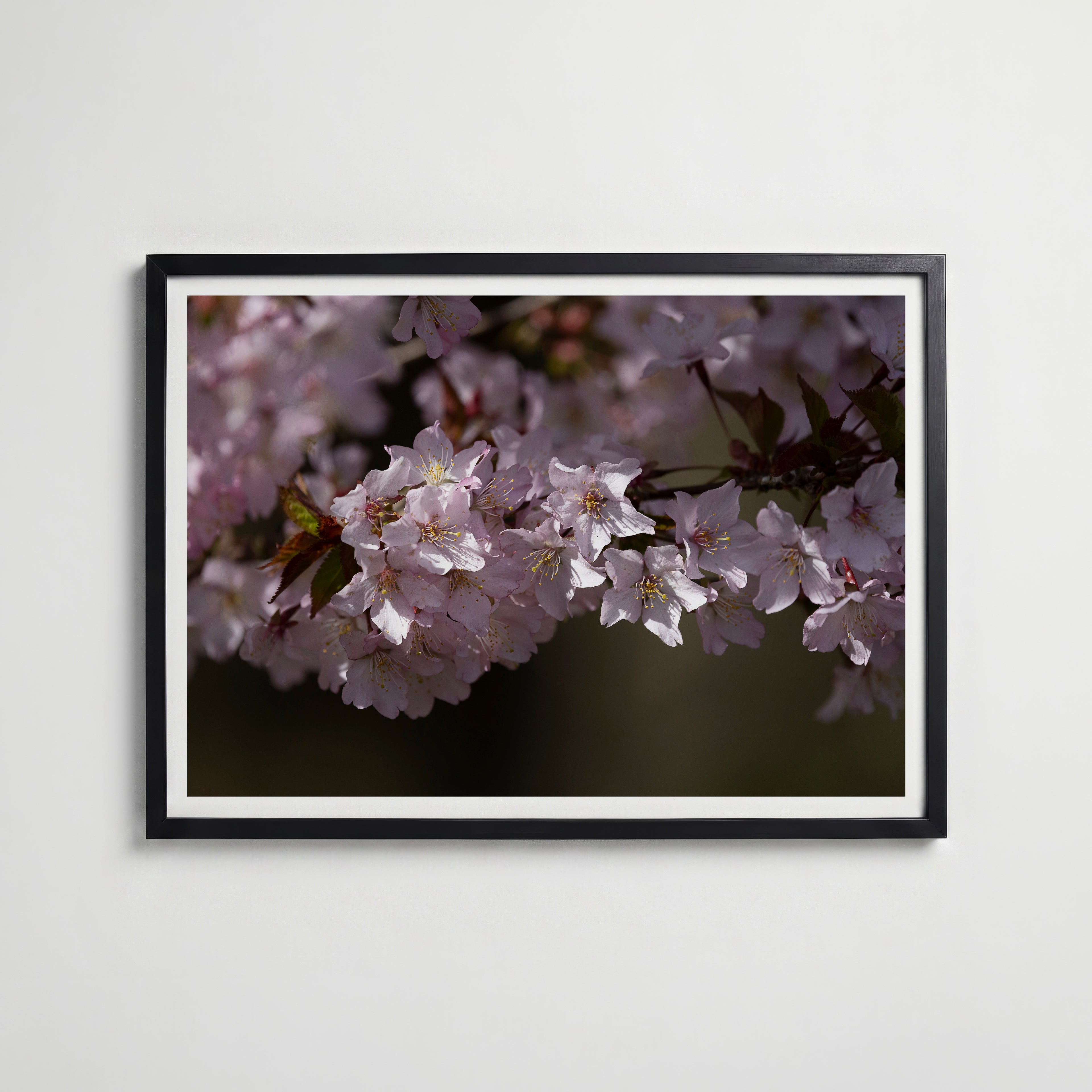 Cherryblossom Poster