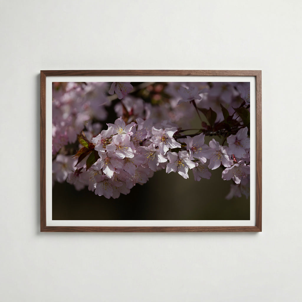 Cherryblossom Poster