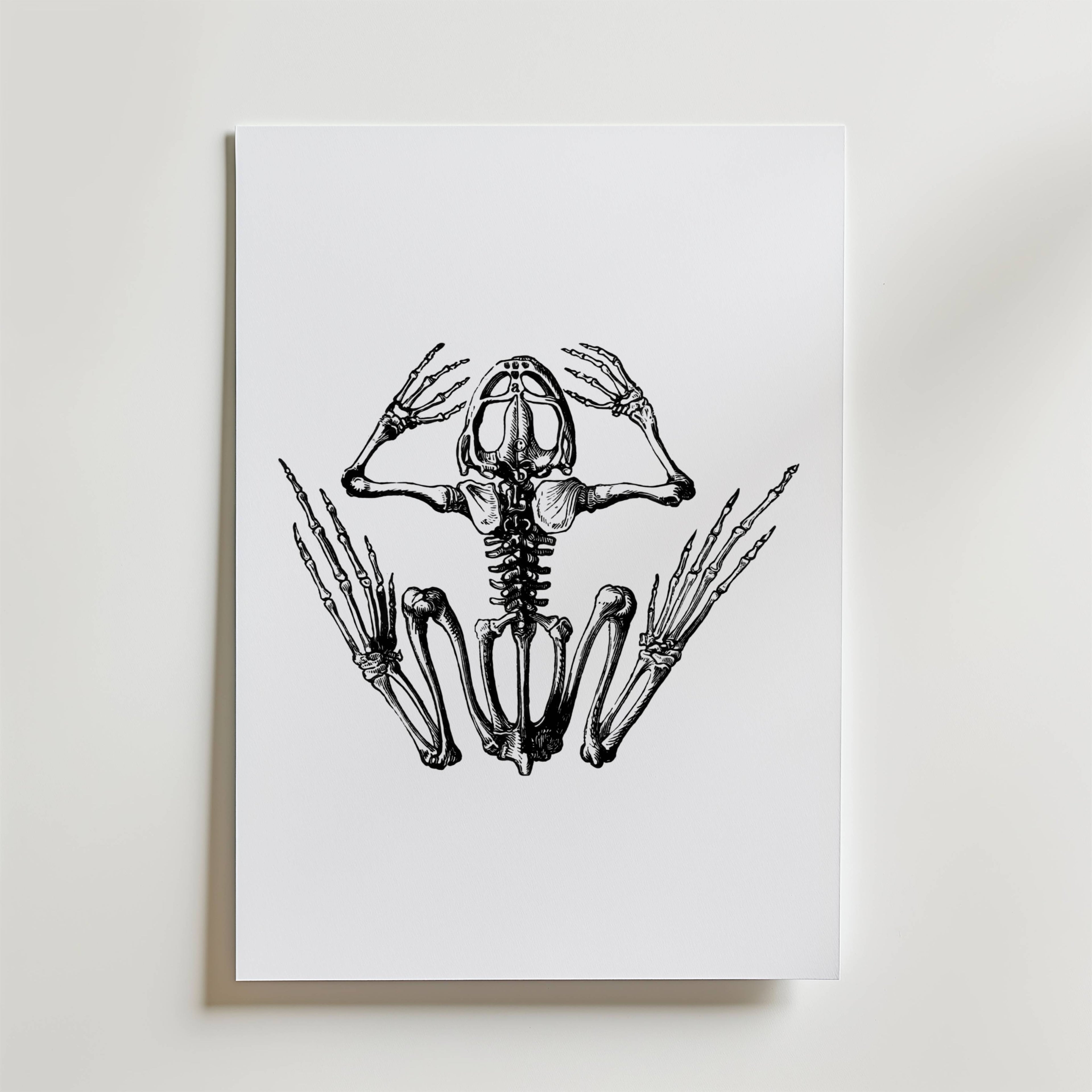 Bozetto Silent Scream Skeleton Poster har en dramatisk svartvit teckning av ett grodskelett med utsträckta lemmar, där skalle, revben och ryggrad visas tydligt på en vit bakgrund.