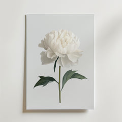 Bozetto White peony Poster föreställer en vit pion med gröna blad på en enfärgad bakgrund, tryckt på premiumpapper - perfekt för minimalistisk inredning och elegant när den monteras på en vit vägg.