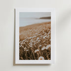 Faded Daisy Bloom Poster från Bozetto föreställer ett fält av blommor, tryckt på FSC-certifierat premiumpapper med lyxig matt yta för högkvalitativ finish.
