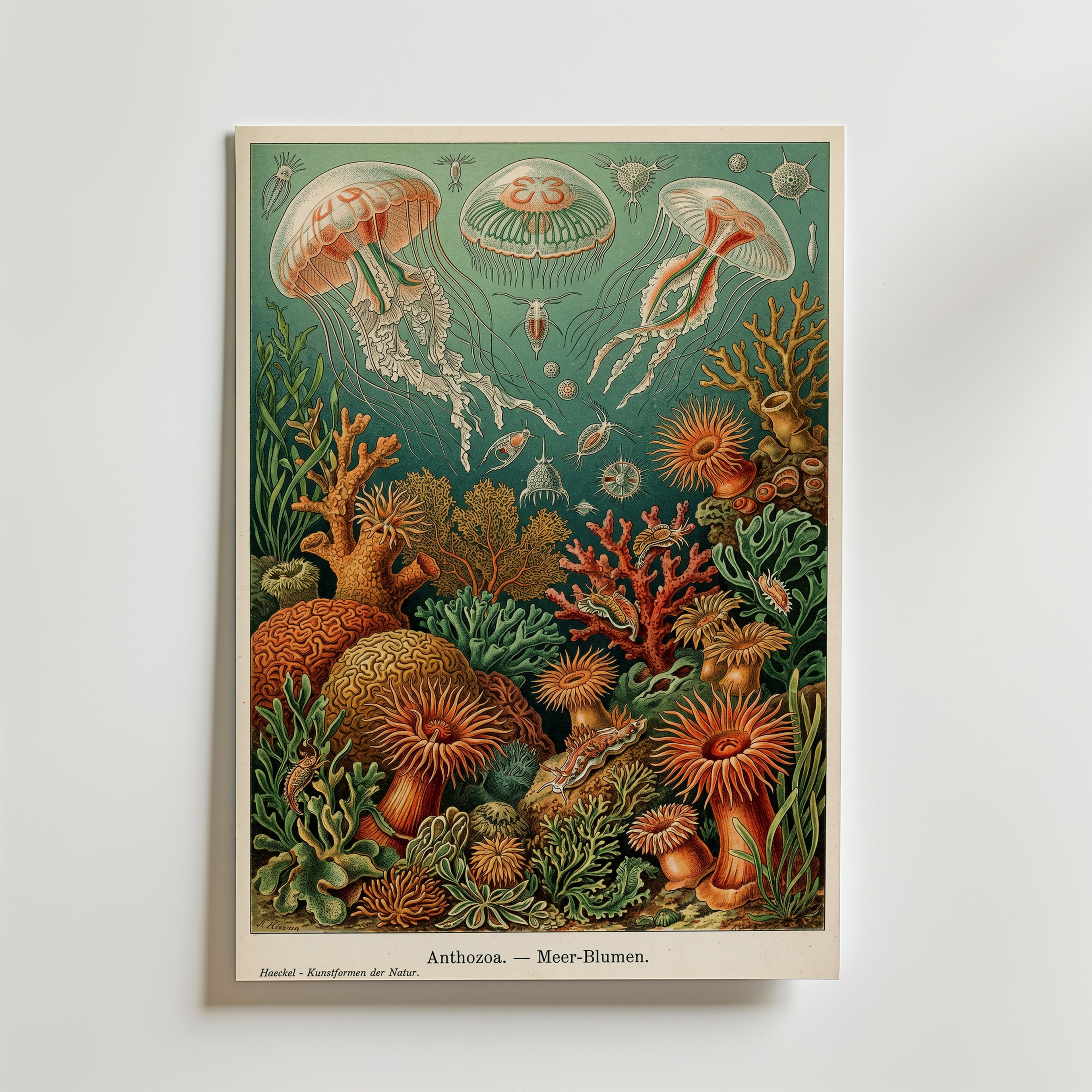 Deep Sea Bloom Poster – Haeckel-illustration med maneter och havsanemoner