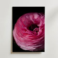 Dreamy Ranunculus Poster – djuprosa ranunkel i närbild med daggdroppar