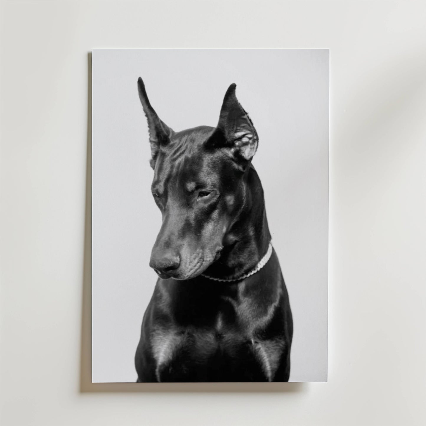 Noir Doberman Poster