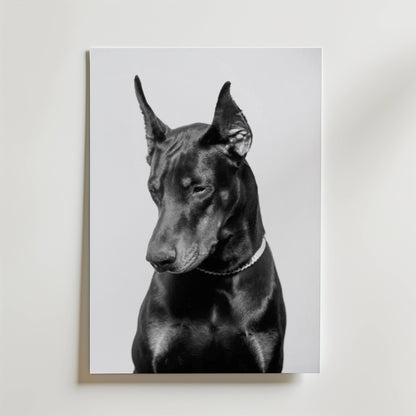 Noir Doberman Poster