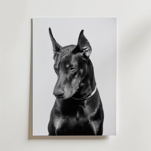 Noir Doberman Poster
