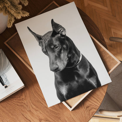 Noir Doberman Poster