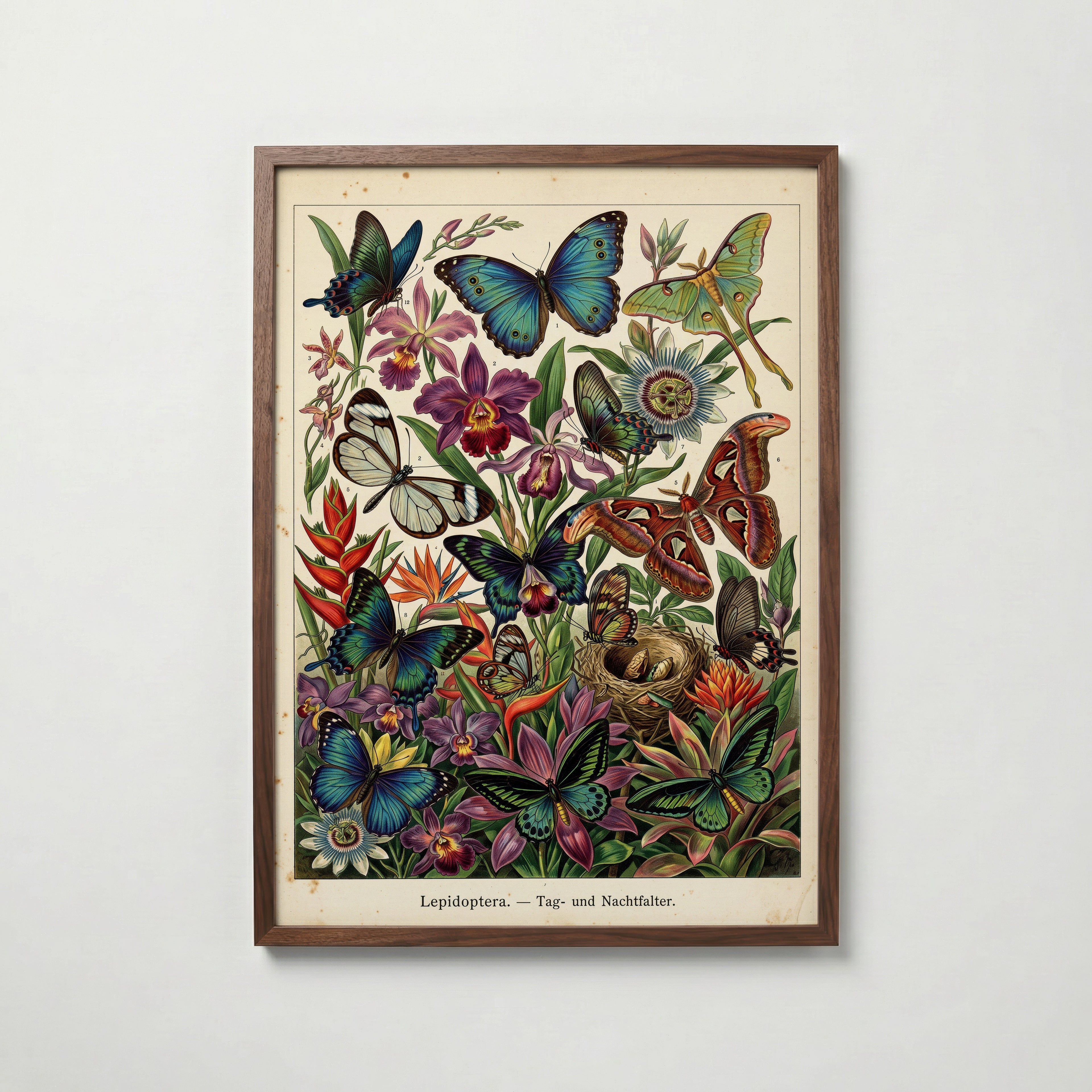 Tropical Lepidoptera Poster i vardagsrumsmiljö