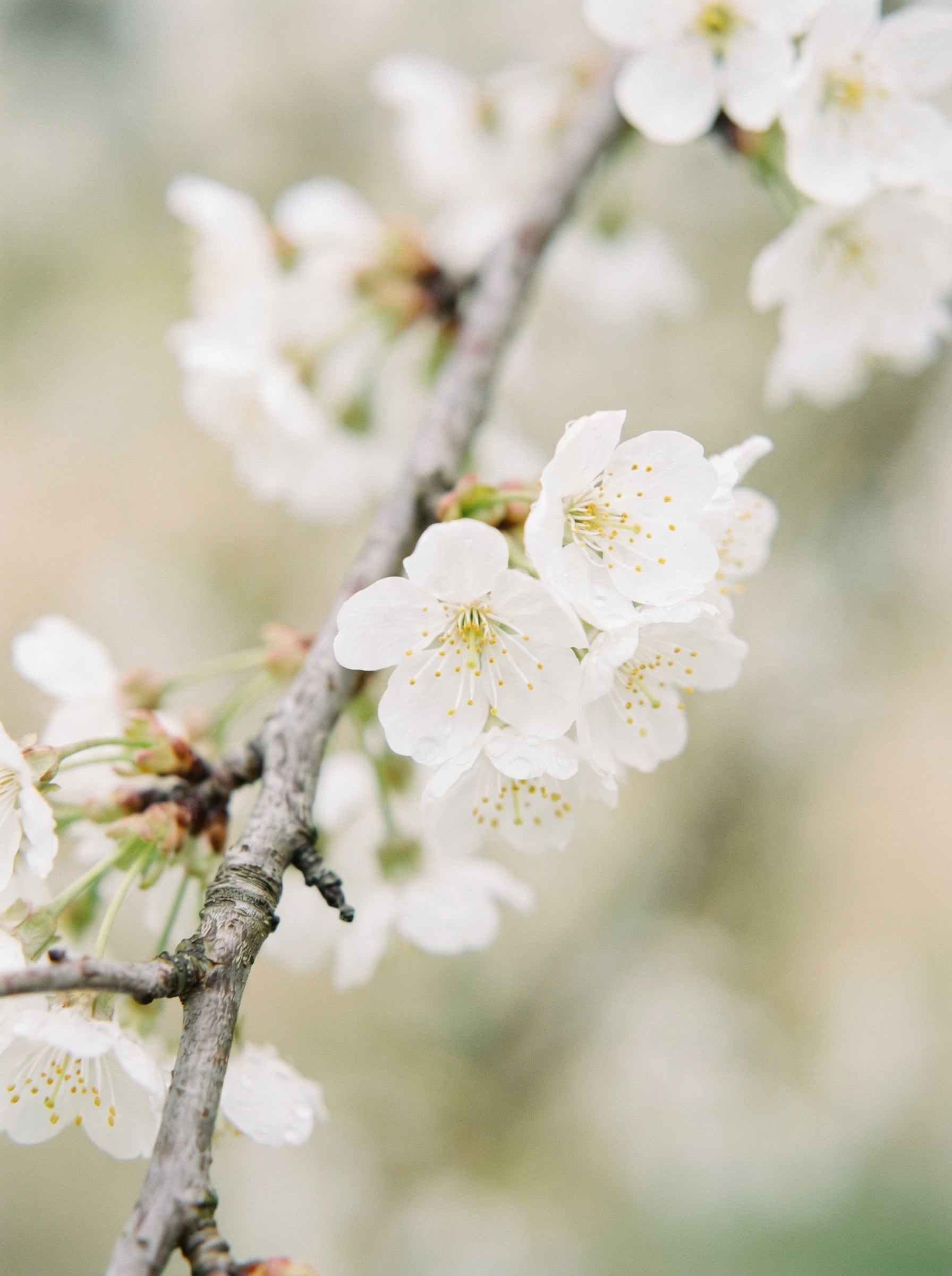Blossom Serenity Poster – poster väggdekoration inredning – Affischer hos Bozetto
