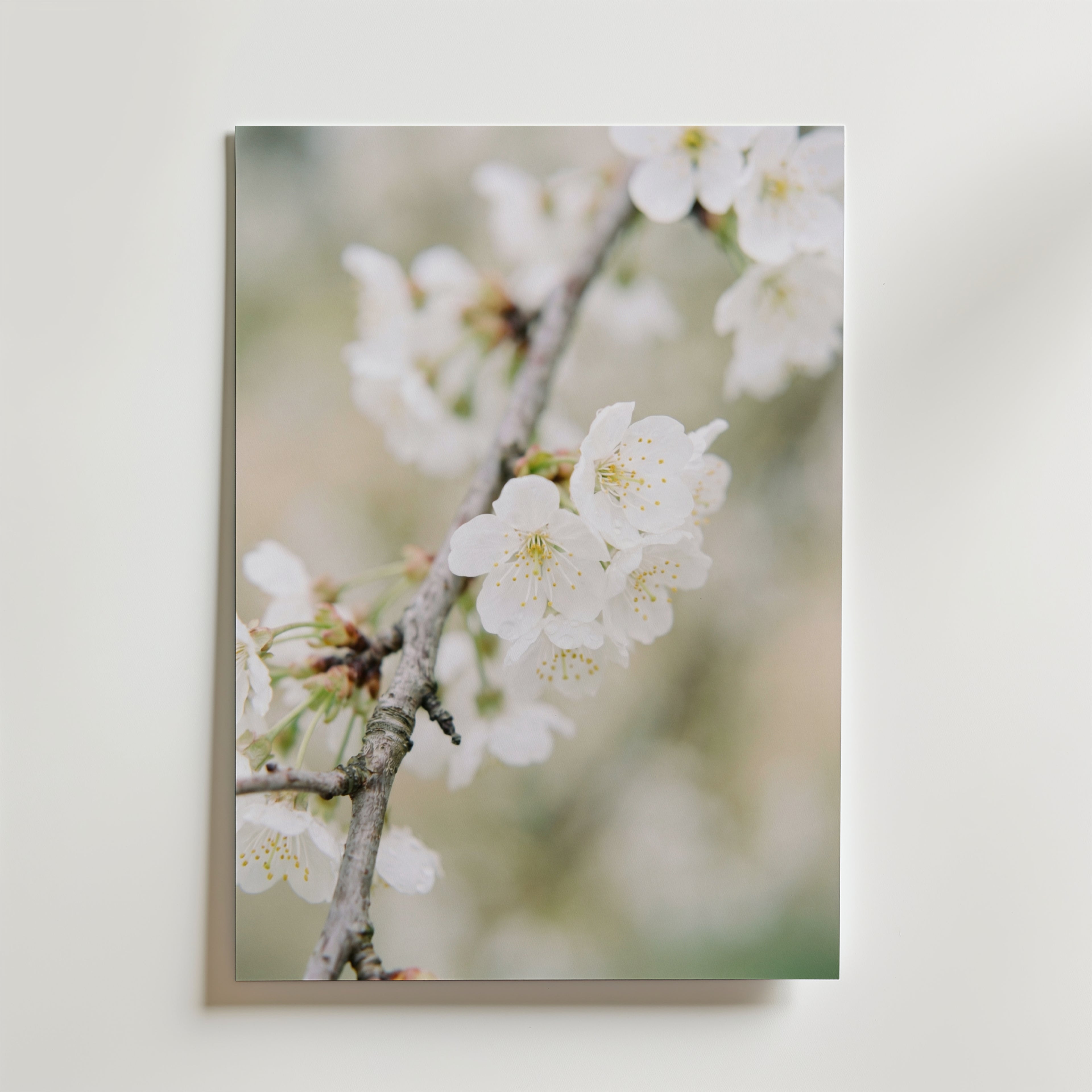 Blossom Serenity Poster affisch – poster till väggdekoration – köp online hos Bozetto