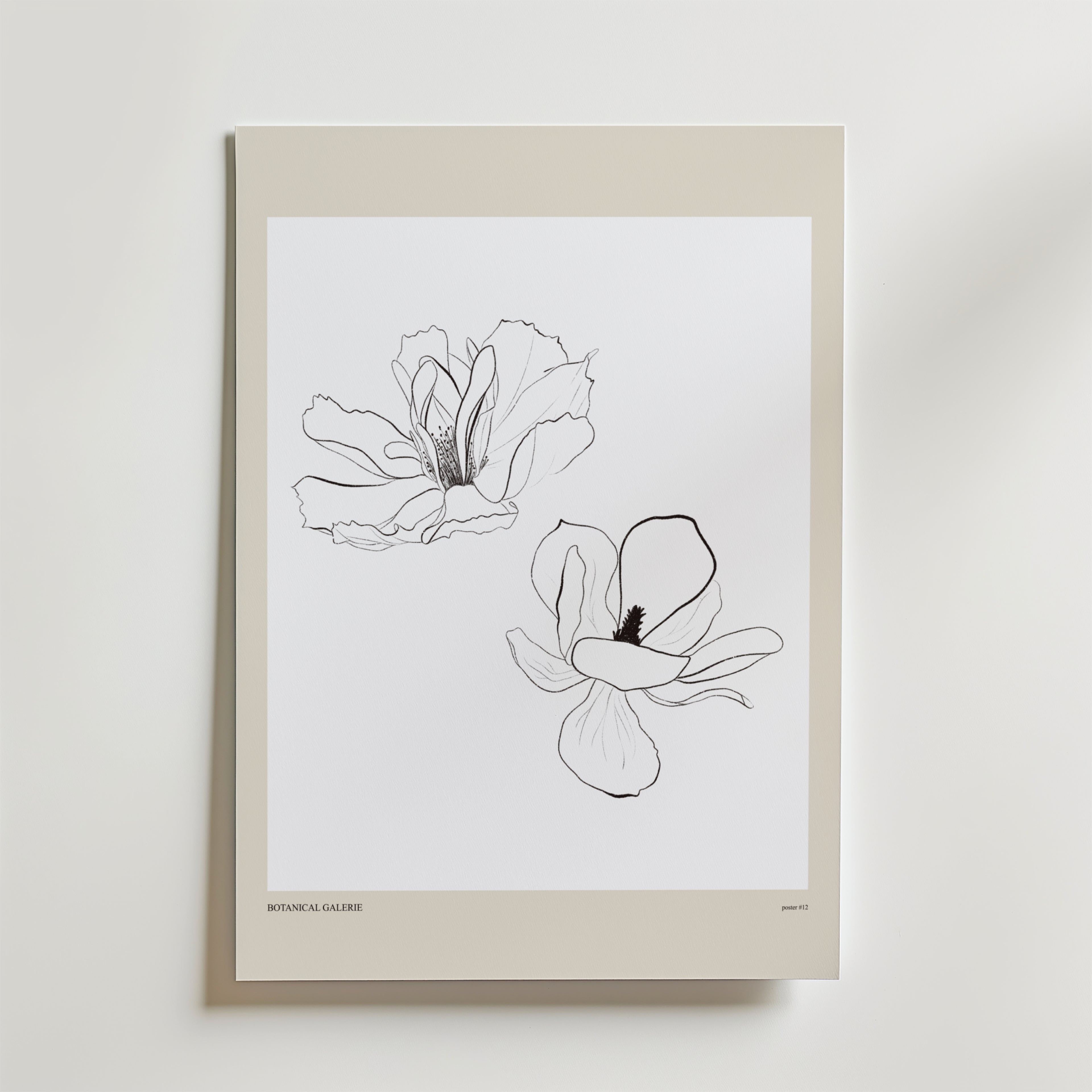 Airborne Grace Poster by Bozetto visar två svartvita magnolia linjeteckningar på en vit bakgrund med en beige kant - ett elegant val för fans av botanisk inredning och skandinaviska interiörer.