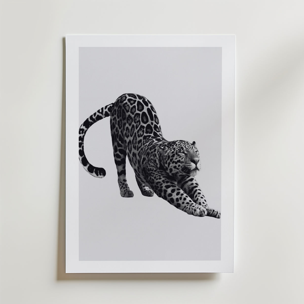 Stretching Leopard Poster – med passepartout